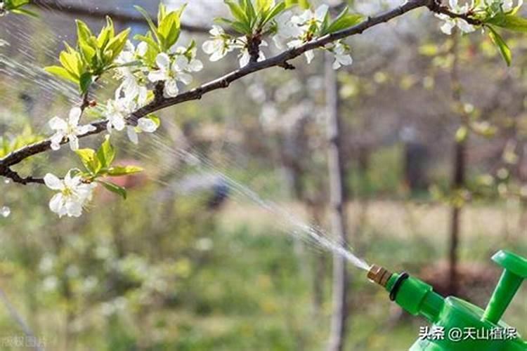 蓝莓盆生长期最佳肥料有哪些