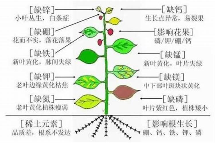 买了一个海柳手串,盘了没几天好几个出现裂纹,正常吗