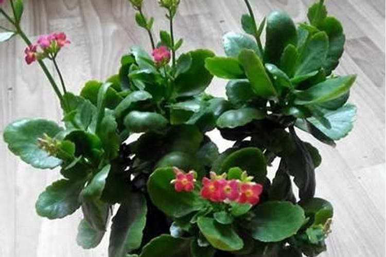 花叶喷什么又绿又亮