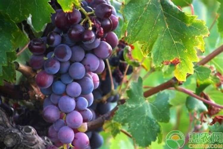 硼肥一大袋是多少袋