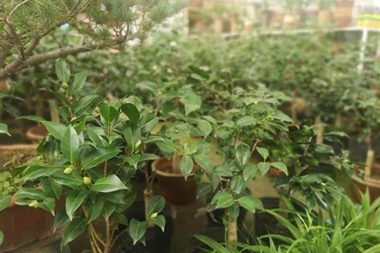 烂苹果能做花的肥料吗