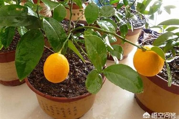 葡萄施钾肥时间和方法