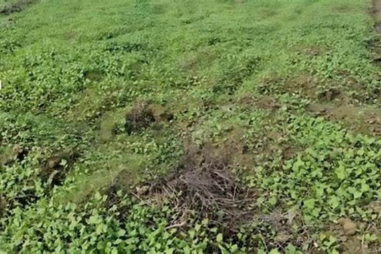 水溶肥料怎么使用 水溶肥如何使用效果更好