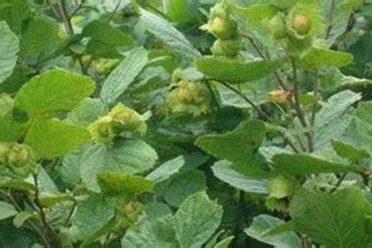 秋天榛子树施肥还用浇水吗？