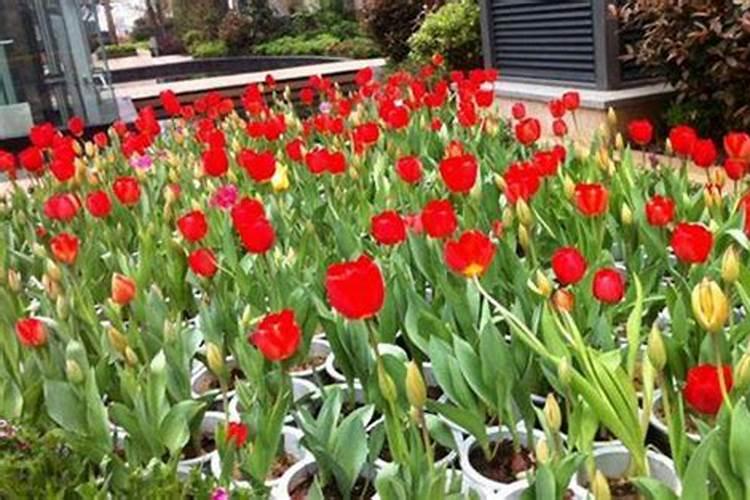 桂花树怎么施肥