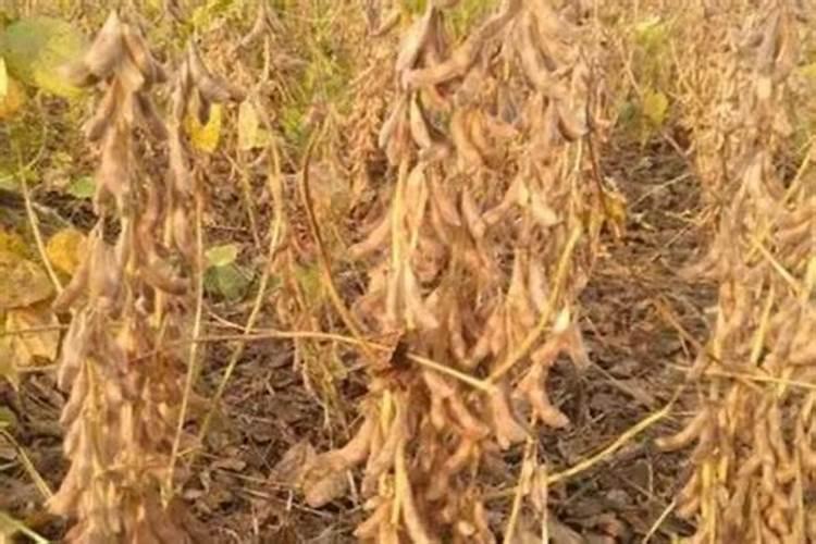 豆荚灌浆期管理技巧