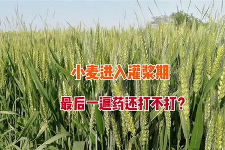 小葱施什么肥料最好