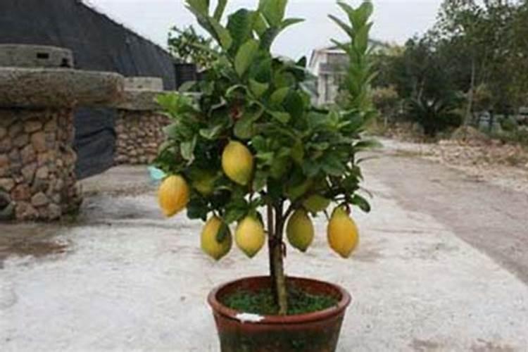 全国最大腐植酸生产厂家