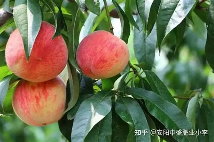 桃树二次膨果肥最佳时间