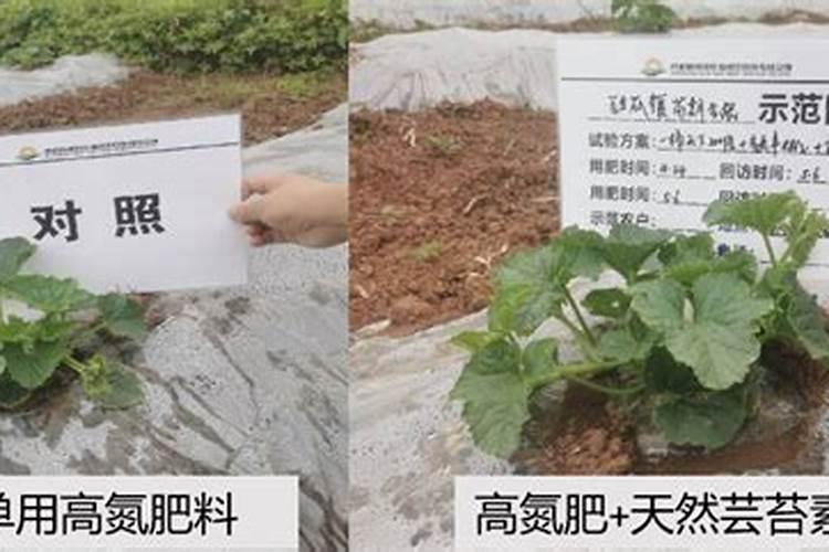 叶面肥过量有什么现象 会造成哪些影响