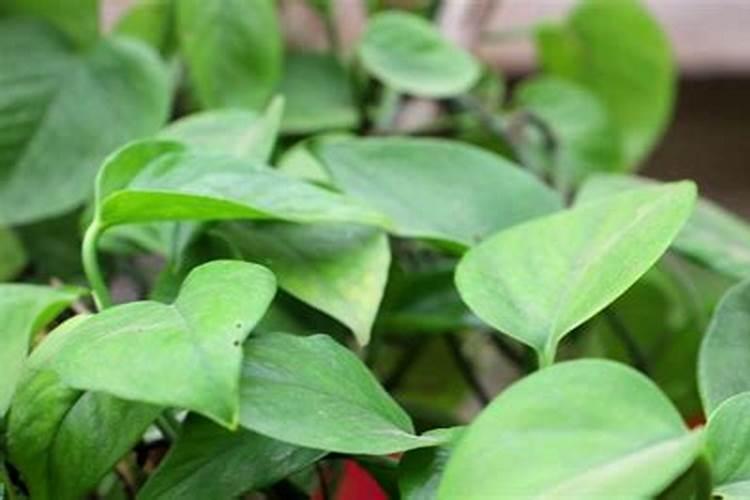芸豆的做法(芸豆的做法菜谱)