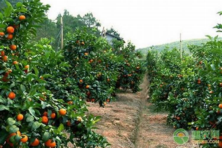 柑橘结果期上什么肥料产量高？柑橘膨果期专用肥是什么肥料？