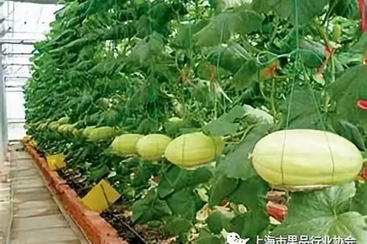花生追肥在什么时期为最佳？要如何进行追肥呢？
