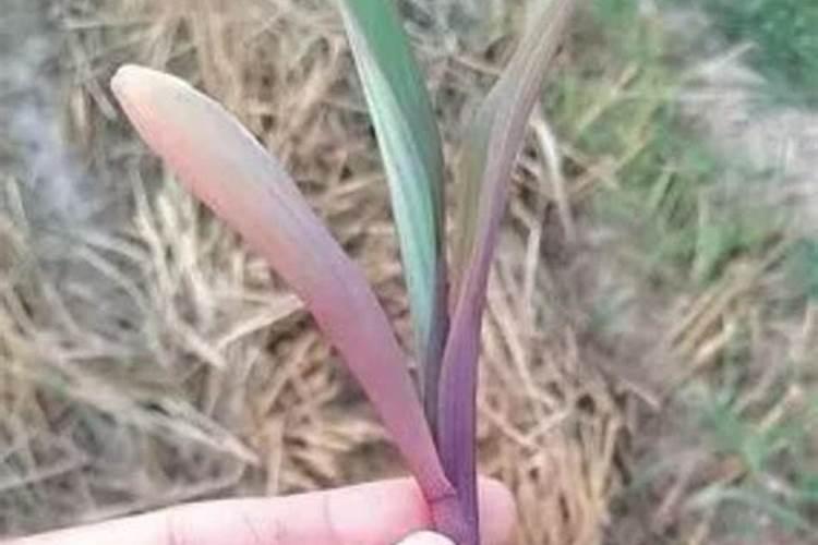 自制水溶肥配比表,水溶肥如何使用