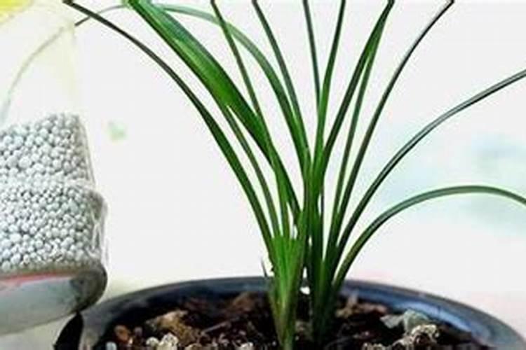 什么花可以用复合肥