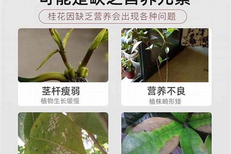 桂花施肥用什么农家肥