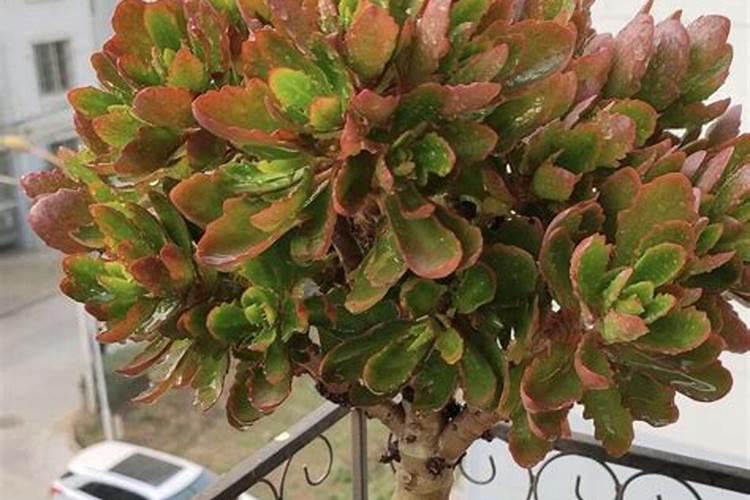 蔬菜施肥时间和方法