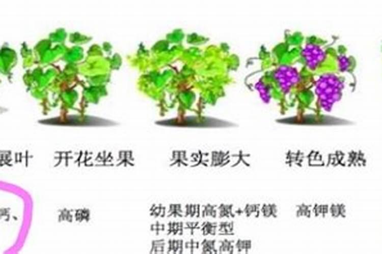 冬天保存大葱去叶子好吗 冬季储存大葱叶子要不要切掉