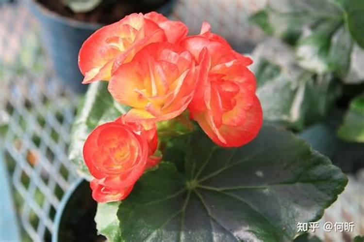 栀子花施什么肥好