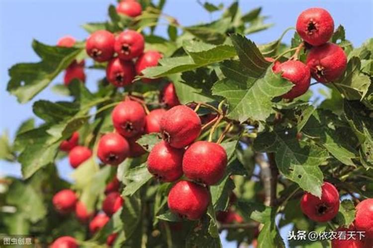 小麦打什么药分蘖多 给小麦打除草剂能兑磷酸二氢钾吗