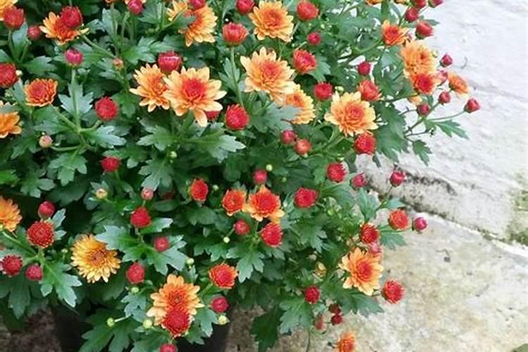 芸苔素内酯的用量,该怎么正确用量？