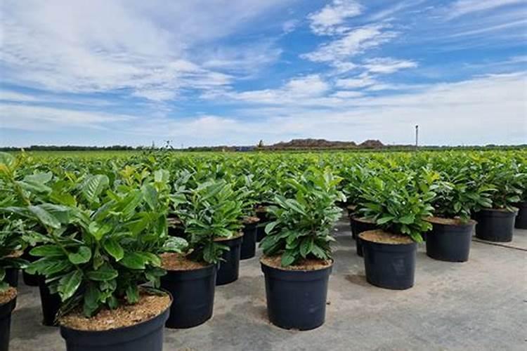 三氧化二铁和硝糖最佳配比