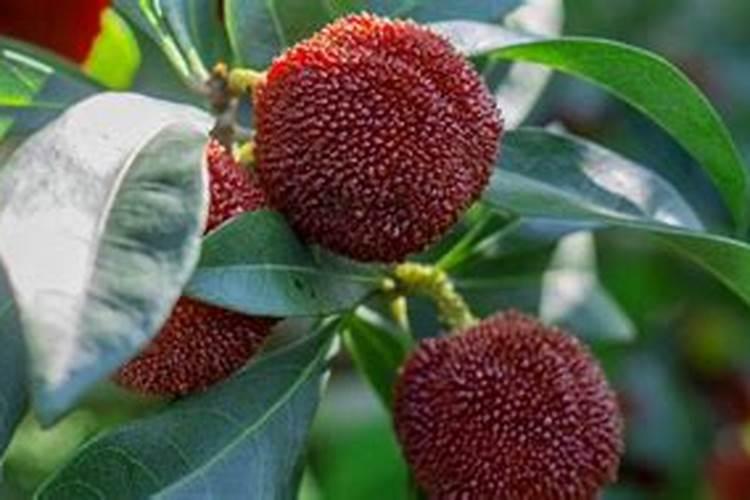 为什么桃子长不大在小时候就掉了