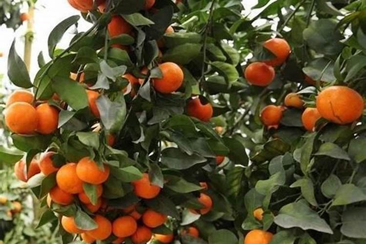 茶花适合在北方养吗？