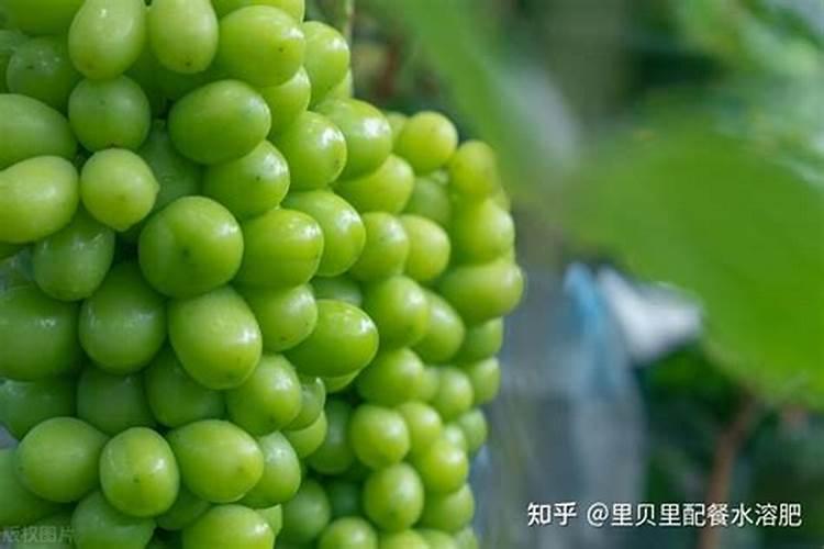 杨树用复合肥还是尿素好？