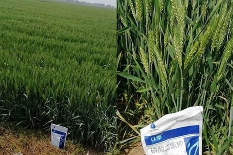 垂青旺财好有机水溶肥料40公斤一桶多少钱？