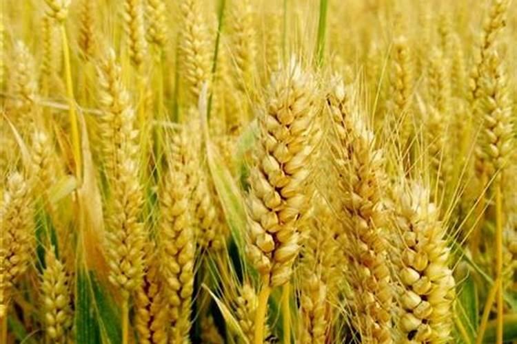 大樱桃树使用什么肥料迅速生长什么时间段使用