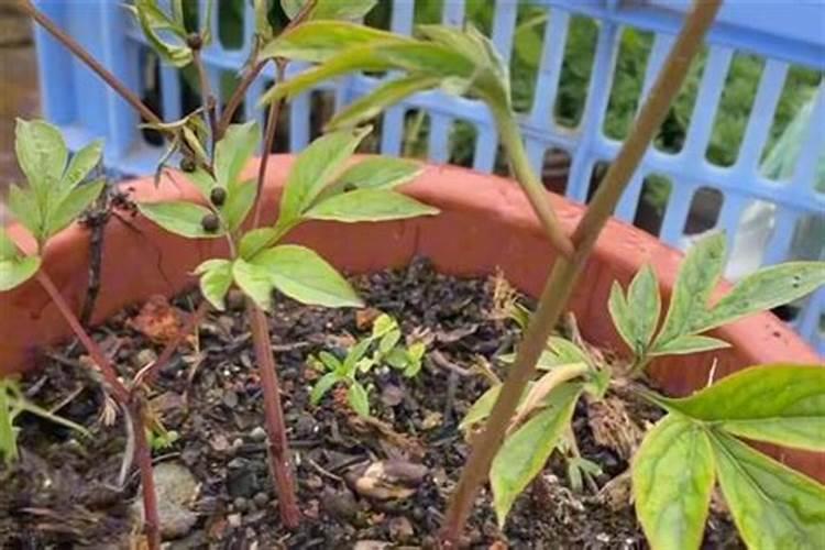 芍药刚出芽如何施肥