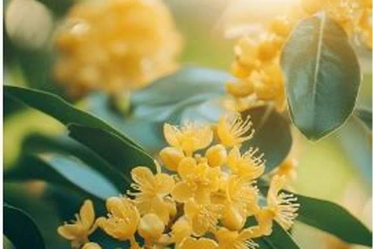 为什么一定要用“活化”的腐植酸？