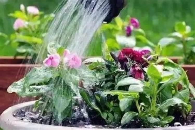 复合肥可以浇多肉吗