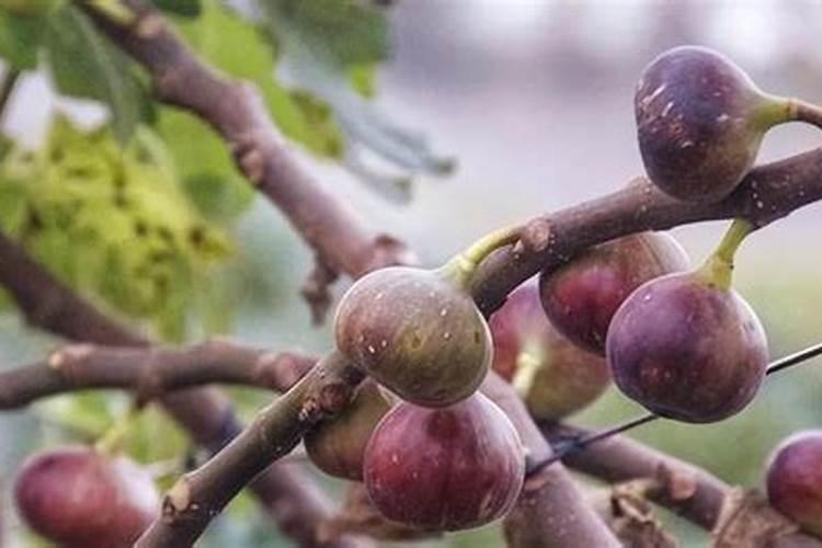 鄂尔多斯市东胜市适合种植花生吗