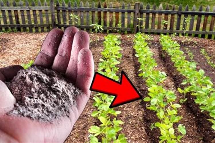 赤霉酸和芸苔素怎么混用的