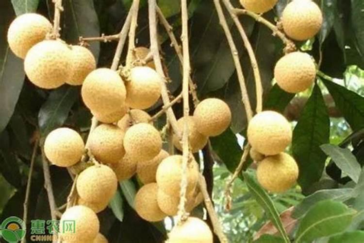 在荔枝刚并粒不久可以喷龙眼丰产素吗