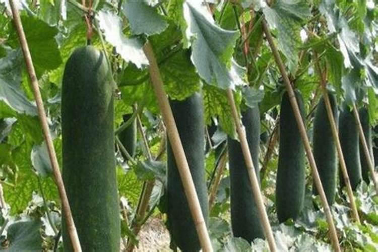 露地栽培冬瓜怎样进行配方施肥？