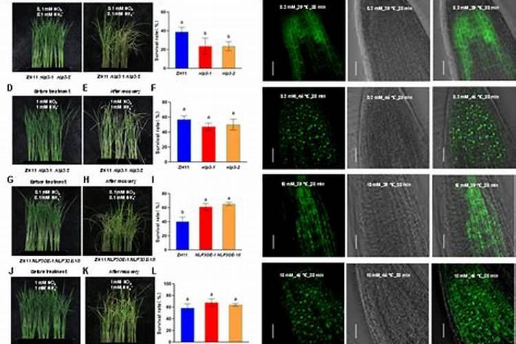 铵态氮肥有什么化学性质