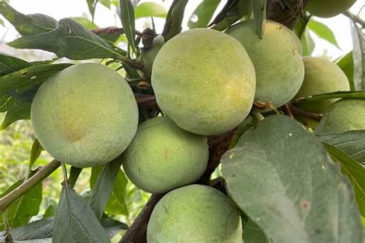 李树施肥时间和方法 李树怎么施肥比较好