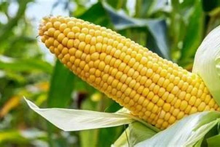 内蒙古诺邦生物科技有限公司怎么样