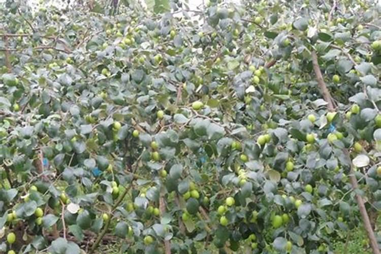 黄豆肥除臭的方法？