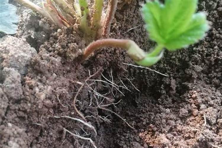 麦的种植是从什么时候开始的 苦麦菜的种植时间