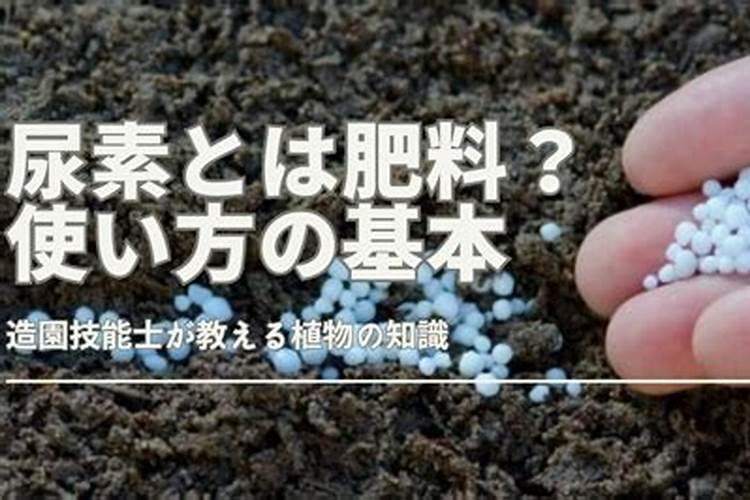 该怎么给芦荟施肥该施什么肥