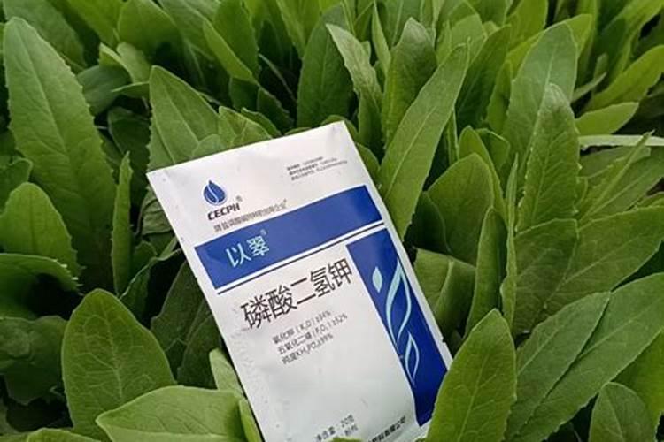 四季葱疫病,严重的是茎杆根部软腐,慢慢枯完,什么药对症？？？