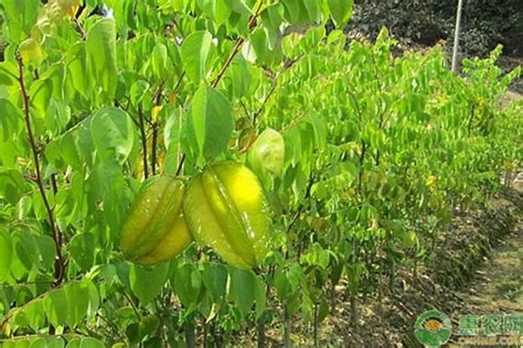 杨桃施什么肥最好