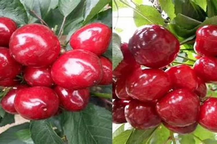 种小麦用复合肥好还是用二铵好