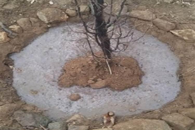 朋友圈晒吃樱桃的句子