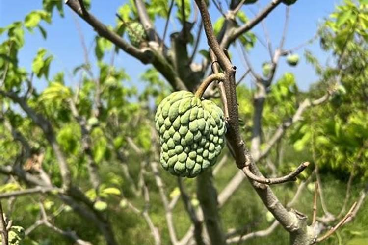 如何让释迦果不爆裂