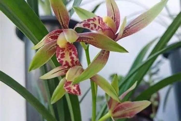 兰花用什么肥可以多开花